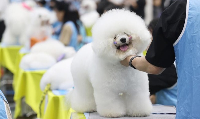 Kontes Kecantikan Anjing Nasional