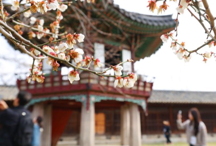 Musim Semi di Istana Changdeokgung