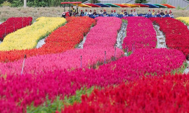 Taman Bunga Goseokjeong Penuh dengan Bunga Musim Gugur yang Bermekaran