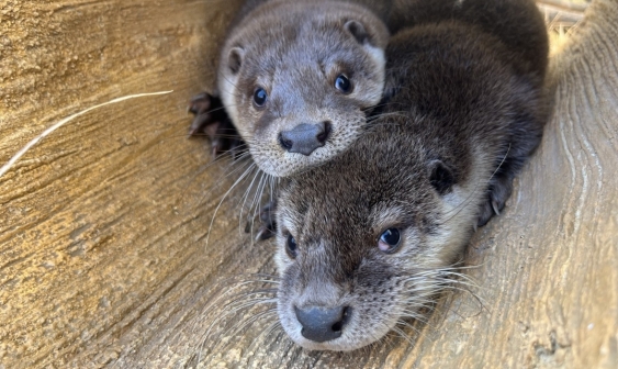 [Hidup Berdampingan dengan Hewan] ① Transformasi Kebijakan Pemerintah Korea Terkait H...