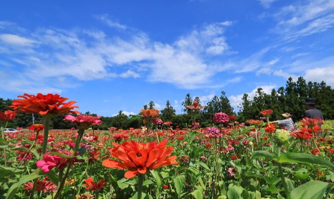 Bunga Zinia Bermekaran di Bawah Langit Biru Jeju