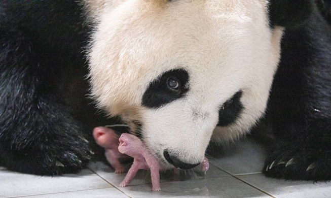 Foto Kelahiran Bayi Panda Kembar di Korea Terpilih dalam 100 Foto Terbaik TIME