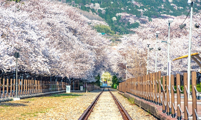 Forbes Pilih Lima Tempat Bagus untuk Nikmati Bunga Ceri di Korea