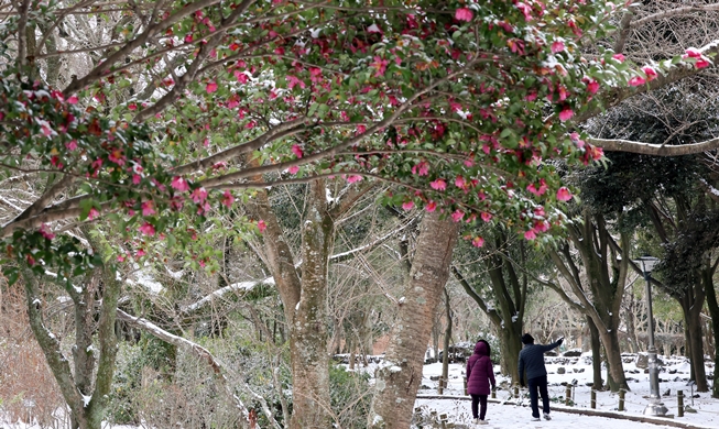 Salju Turun di Arboretum Jeju