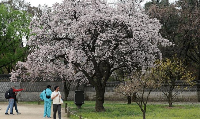 Bunga Ceri Mekar Sempurna di Istana Changdeokgung