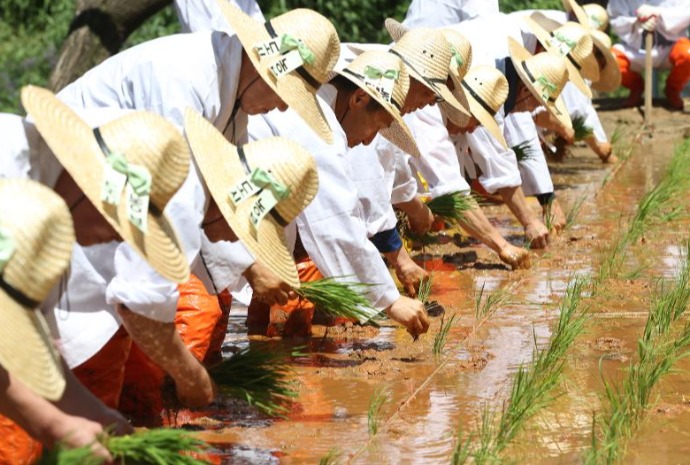 Penyemaian Bibit Padi Secara Tradisional