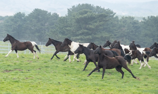 Era Kuda Tunggang Buatan Korea “Kuda RDA” Resmi Dimulai