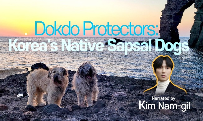 Video Anjing Sapsali yang Jaga Pulau Dokdo Dirilis