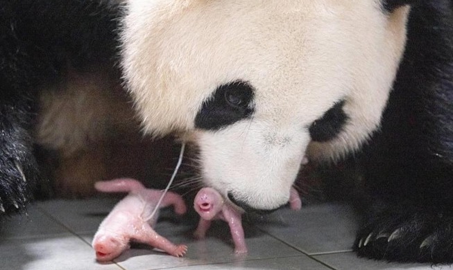 Bayi Panda Kembar Pertama Korea Lahir di Everland