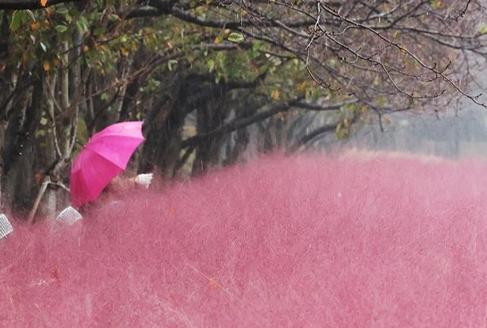 Hujan Musim Gugur dan Pink Muhly