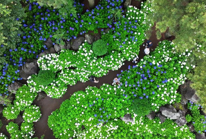 Keindahan Hortensia di Jeju