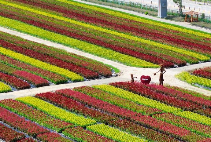 Ladang Bunga Goseokjeong Tampilkan Warna-Warni Memikat