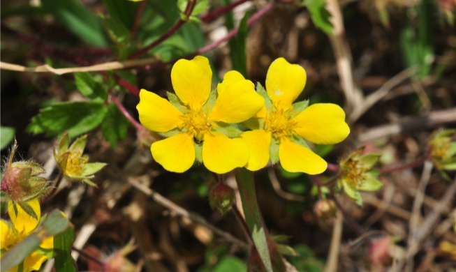 Sebanyak 62.604 Spesies Makhluk Hidup di Korea Resmi Terdata