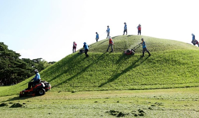 Pemangkasan Rumput Lima Makam Kerajaan Gyeongju Menjelang Chuseok