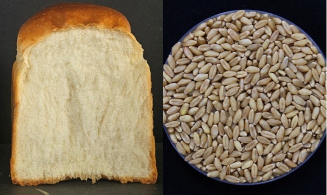 RDA Kembangkan Gandum Roti, Bisa Panen 4 Kali Setahun