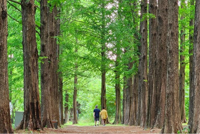 Berjalan Kaki di Tengah Pepohonan Metasequoia