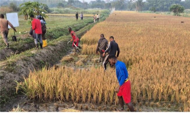 Produksi Benih Padi Proyek K-Rice Belt di Afrika Lampaui 10 Ribu Ton