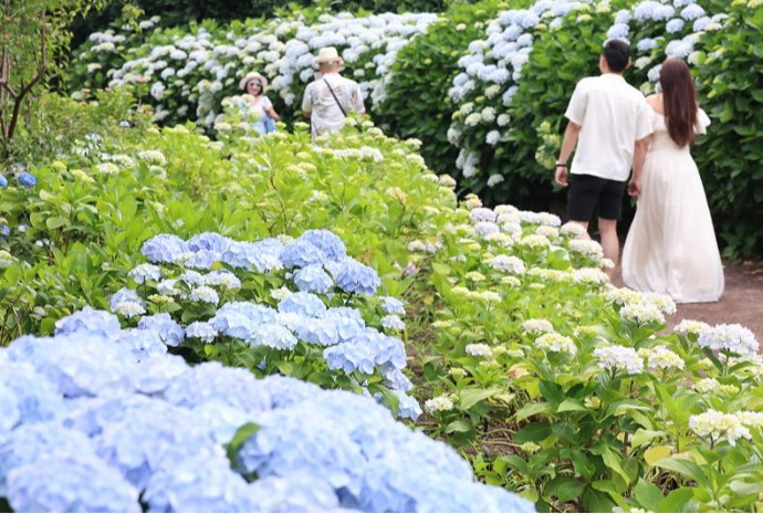 Musim Hortensia