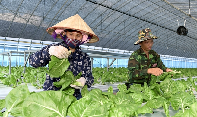 Pemerintah Cek Keamanan Pekerja Migran untuk Cegah Sengatan Panas