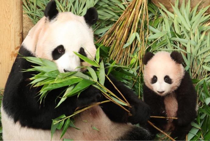 Bayi Panda Shubao Habiskan Waktu Bersama Induknya