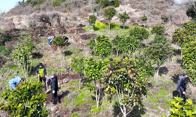 Kota Seogwipo Gelar Acara Penanaman Pohon Pertama Tahun Ini
