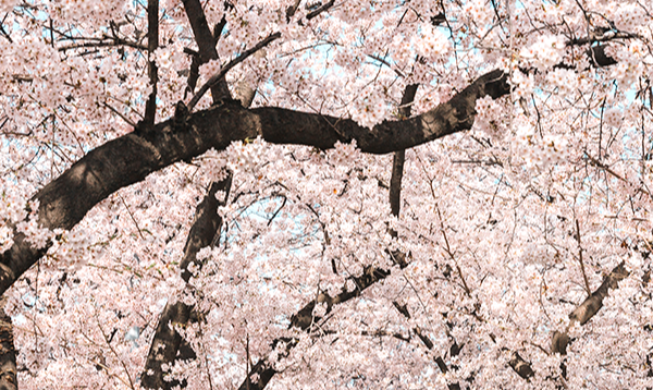 Festival Bunga Musim Semi Yeouido Yeongdeungpo
