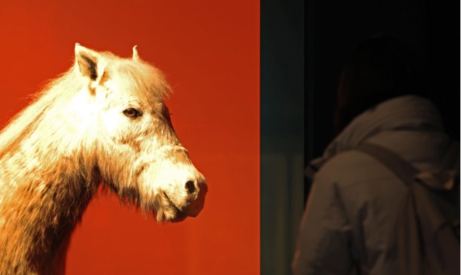 The Year of the Horse: The Famous Feast of The Horse