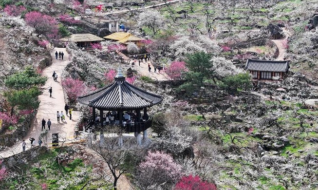 Bunga Mulai Bermekaran di Kampung Gwangyang Maehwa