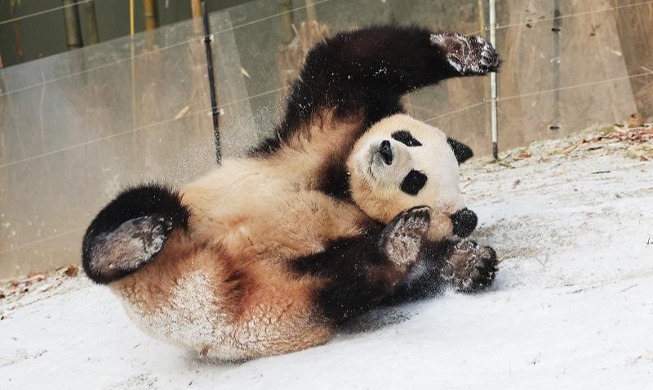 Panda Berguling-guling di Halaman Bersalju