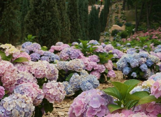 [Mission] Menikmati Musim Panas dengan Mengunjungi Festival Hydrangea Jangsaengpo Uls...