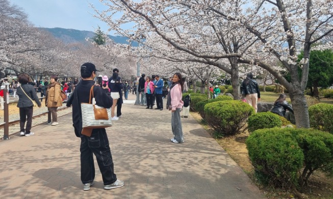 Festival Bunga Ceri Jinhae Tawarkan Pesona Musim Semi Terindah di Korea