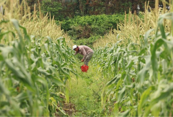 Musim Panen Jagung Manis di Jeju