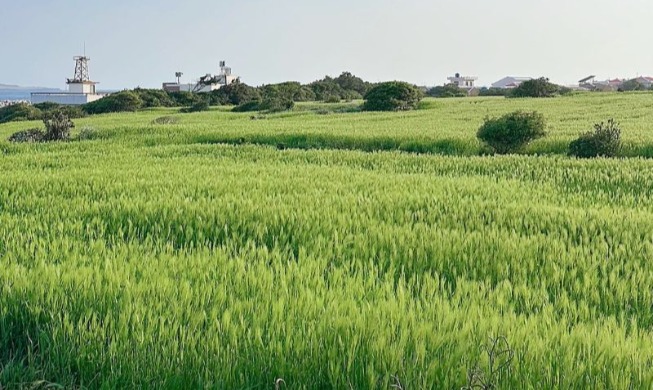 Festival Barli Hijau Gapado