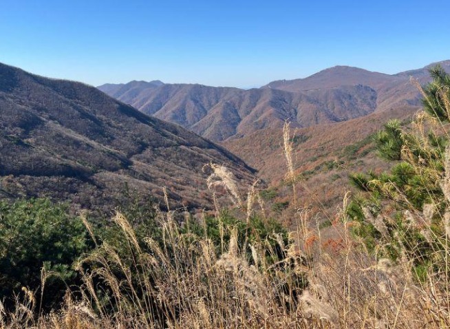 Menjajal K-Hiking dan Menikmati Pesona Hamparan Rumput Perak di Musim Gugur