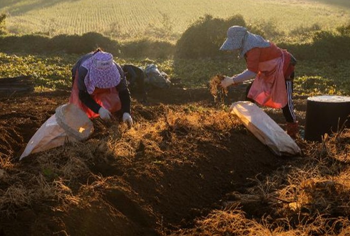 Panen Ginseng di Paju