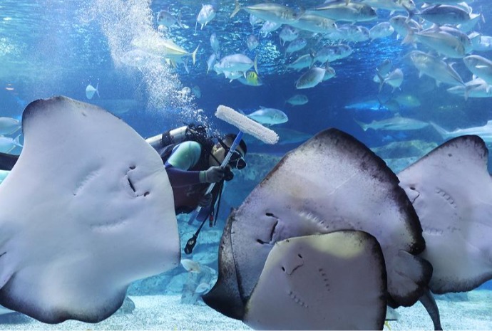 Pembersihan Kaca Akuarium pada Awal Tahun