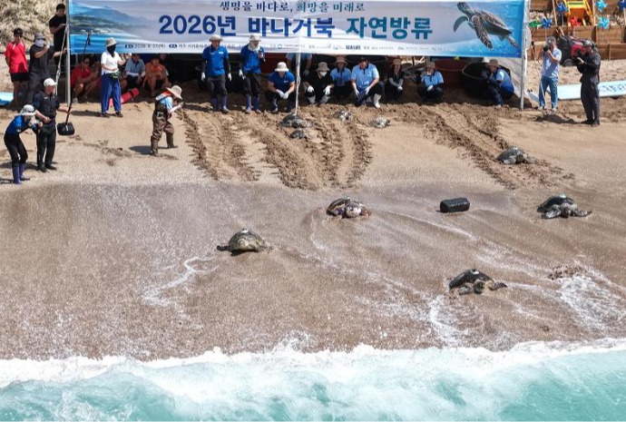 Penyu Kembali ke Laut di Jeju