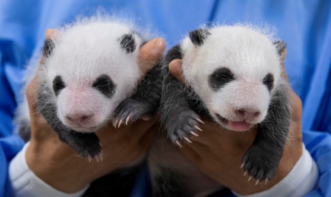 Everland Rilis Foto Panda Kembar Pertama Korea yang Berumur 30 Hari