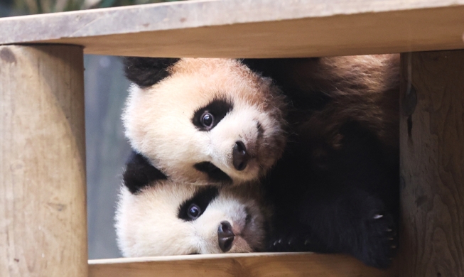 Bayi Panda Kembar Pertama di Korea Sudah Bisa Dilihat Pengunjung Umum