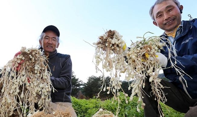 Stachys Affinis Tingkatkan Daya Ingat Jangka Pendek