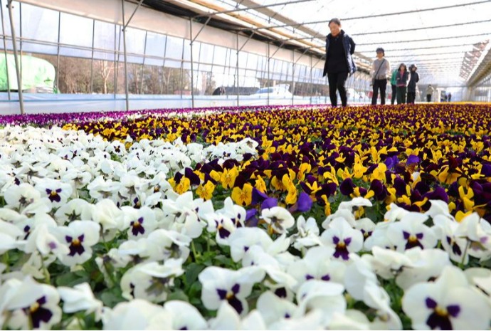 Bunga-Bunga Mekar Sambut Musim Semi