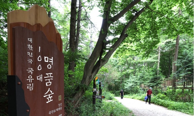Hutan Penyembuhan Nasional Jangseong: Sumber Kesehatan dan Ekonomi Daerah