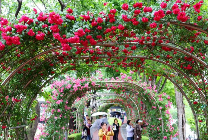 Festival Mawar Seoul