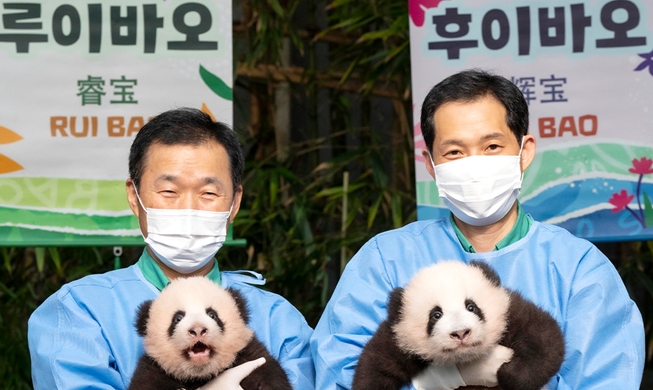 Bayi Panda Kembar Pertama di Korea Diberi Nama Rui Bao dan Hui Bao