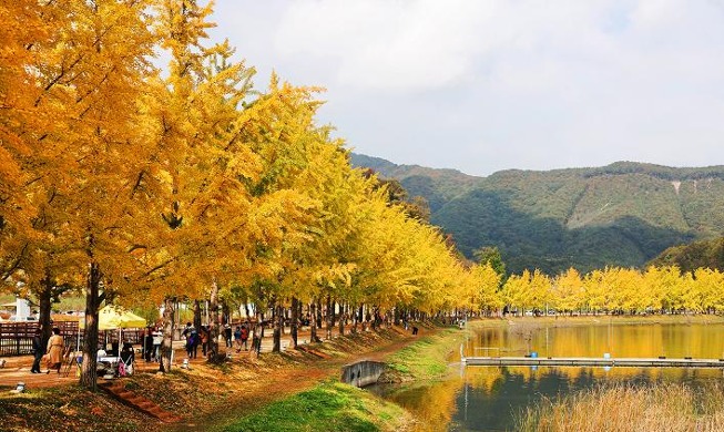 Pohon Ginkgo Mulai Menguning