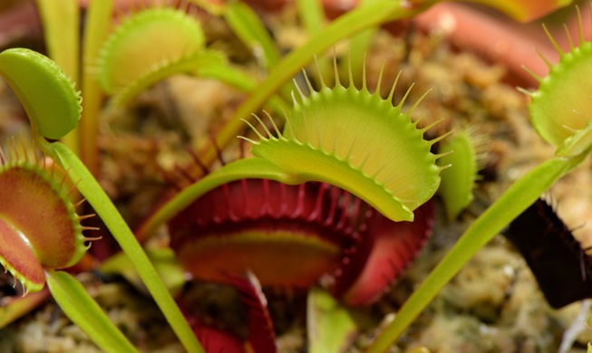 KAIST Kembangkan Material Robot Lunak Terinspirasi Venus Flytrap