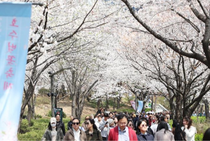 Bunga Ceri Mekar Sempurna di Danau Seokchon