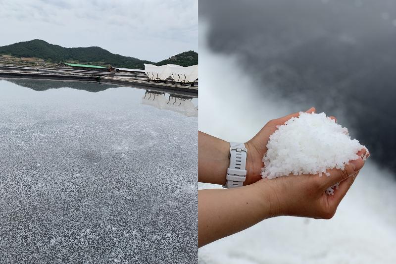 Garam natural yang terbentuk di dalam ladang garam. (Jung Joo-ri) 
