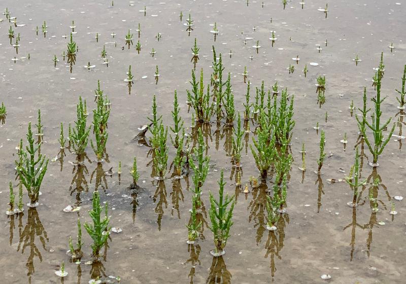 Salicornia europaea dapat dengan mudah ditemukan di ladang garam Sinan. Tanam ini memiliki ukuran sebesar telapak tangan dan rasanya mirip dengan rasa Sedum sarmentosum. (Jung Joo-ri) 