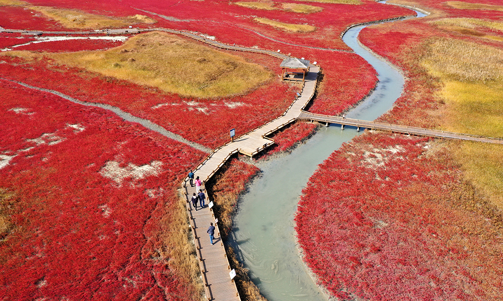 Glasswort dan seepweed Asia Timur terlihat berwarna kemerahan seakan seperti dedaunan maple yang berwarna merah di musim gugur. Pemandangan ini dipotret pada 3 November lalu di Taepyeong Yeomsaeng Botanical Garden, Jeungdo, Sinan-gun, Provinsi Jeolla Selatan. (Yonhap News)